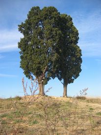 Les 2 Cyprès