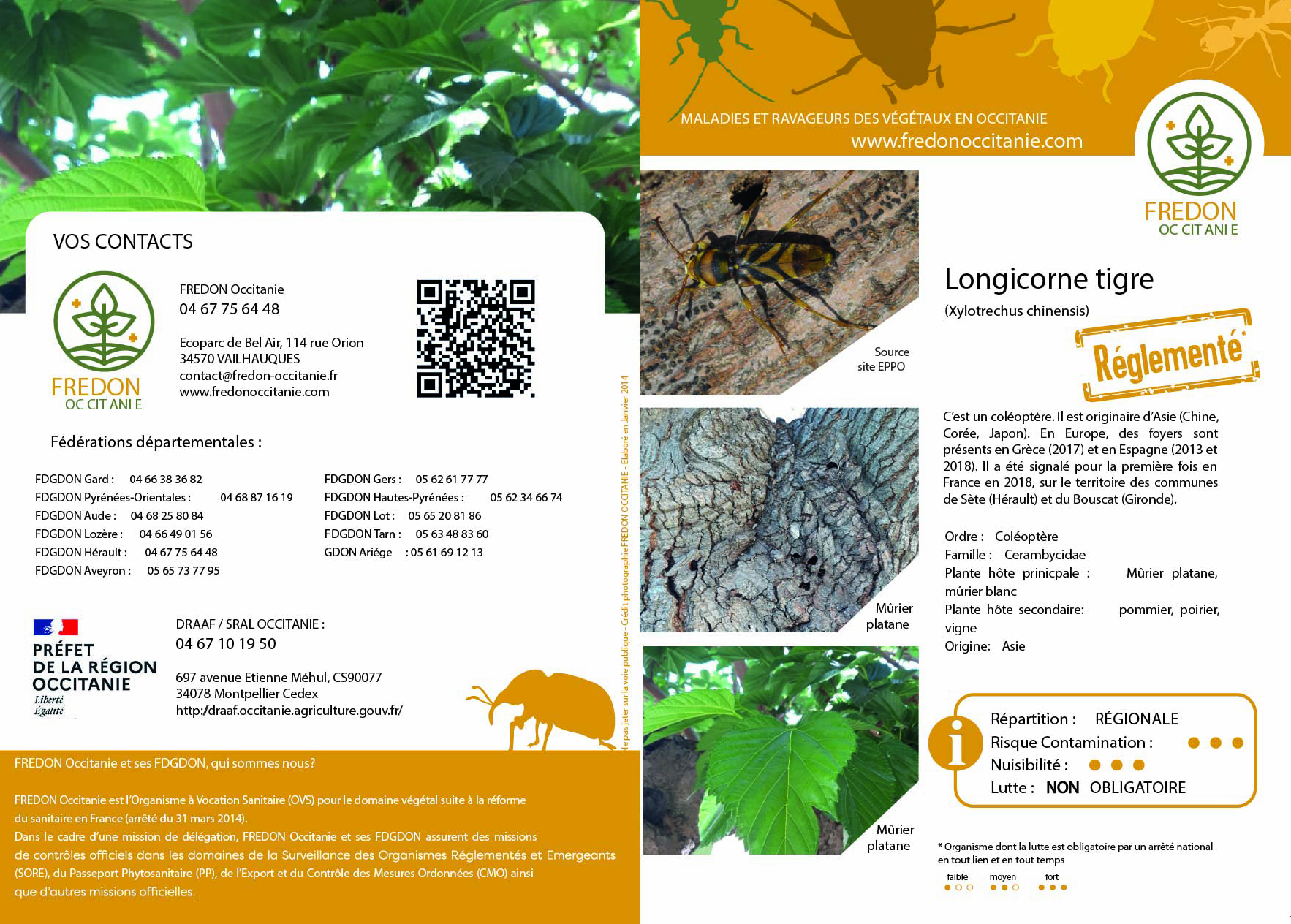 Informations sur le longicorne