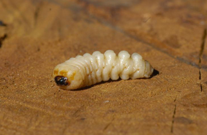 Larve de longicorne des mûriers